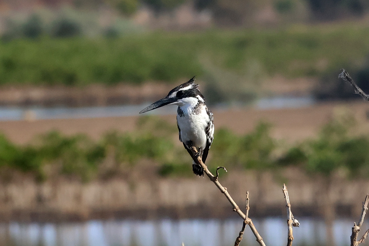 Pied Kingfisher